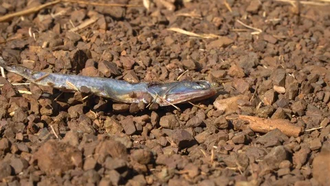Dead anchovy and ants Stock Footage 106694337