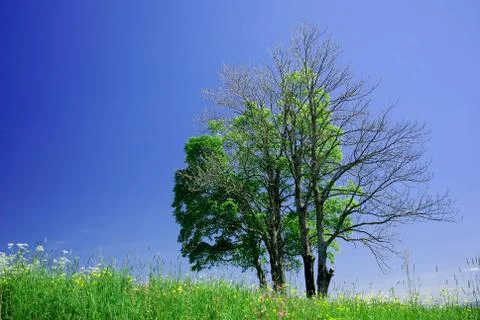 Dead and alive trees Stock Photos