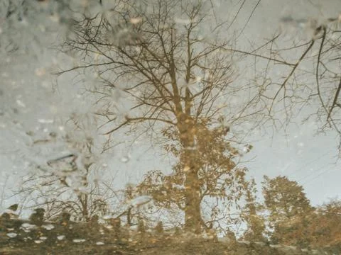 A Dead and Bare Tree Reflecting in a Puddle on a Rainy Day Stock Photos