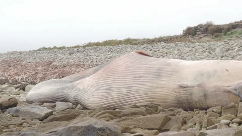 A dead and beached whale on the coast of the Ile de Seine island Stock Footage 219216522