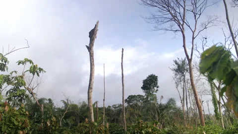 A dead and burnt tree in a sunny forest, in Ivory Coast Stock Footage 237809473