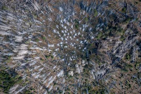 Dead and Decaying Forest Affected by Bark Beetle Stock Photos