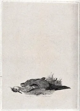 A dead and decaying heron lying on the ground. Engraving by J. R. Scott aft.. Stock Illustration