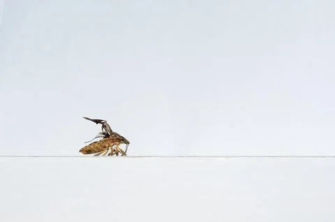 Dead and dry bed bug on white background and space for text. Stock Photos