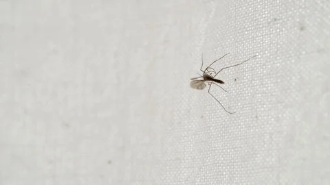 Dead and dry mosquito corpse stuck on a window curtain inside a house Stock-Footage 94140064