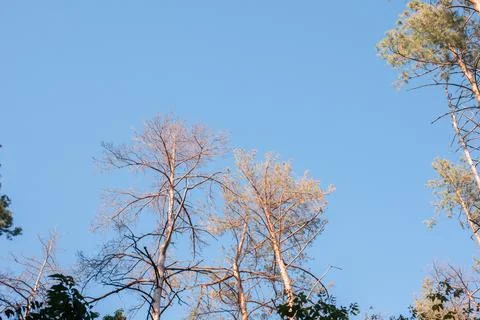 Dead and Dry Pine Trees Standing Against a Clear Blue Sky Stock Photos