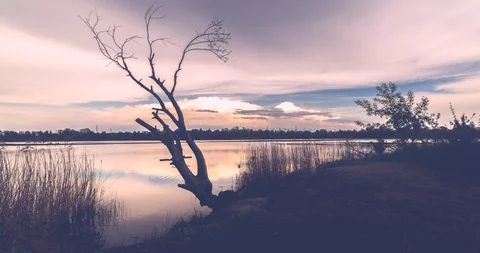 Dead and dry tree and reflections in the water. Redkino Lake, Kiev, Ukraine. Stock Footage 129887267