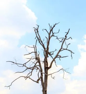 Dead and dry tree with blue sky Stock Photos