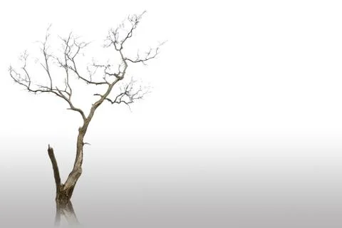 Dead and dry tree Stock Illustration