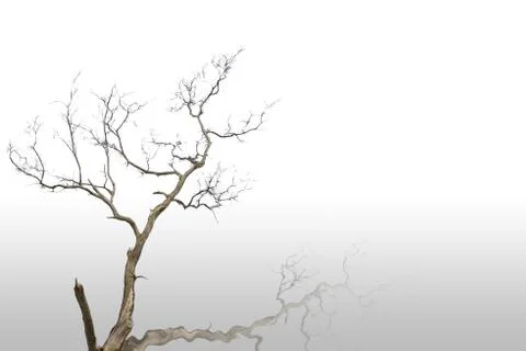 Dead and dry tree Stock Illustration