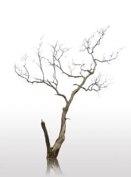 Dead and dry tree Stock Illustration