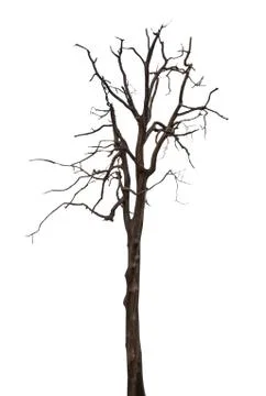 Dead and dry tree isolated Stock Photos