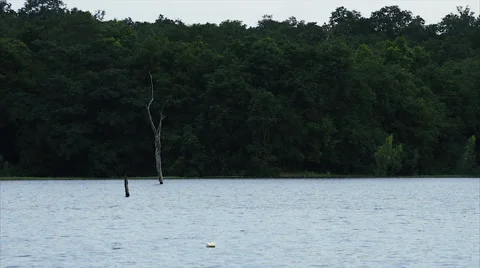Dead and dry tree in lake with green forest background Stock Footage 67083949