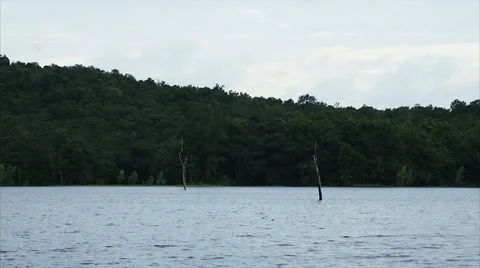 Dead and dry tree in lake with green forest background Stock Footage 67084765