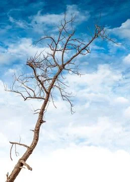 Dead and dry tree Stock Photos
