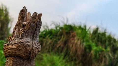 Dead and dry tree Stock Photos