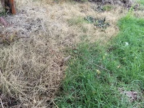 Dead and drying grass, closeup photo. Фото