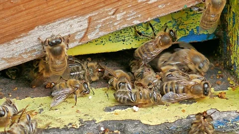 Dead and dying bees at the inlet to the hive Stock Footage 127624216