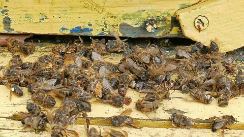 Dead and dying bees at the inlet to the hive Stock Footage 127624309