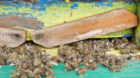 Dead and dying bees at the inlet to the hive Stock Footage 127624315