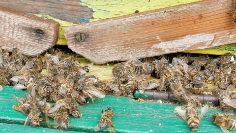 Dead and dying bees at the inlet to the hive Stock Footage 127624410