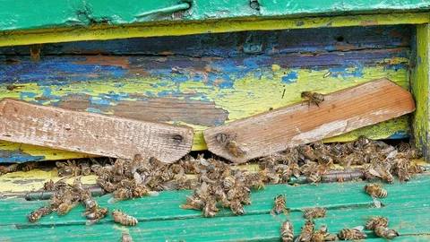 Dead and dying bees at the inlet to the hive Stock Footage 127624726