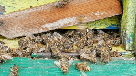 Dead and dying bees at the inlet to the hive Stock Footage 127624770