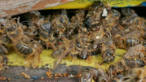 Dead and dying bees at the inlet to the hive Stock Footage 127625037