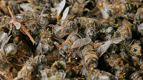 Dead and dying bees. Pesticides, herbicides and electromagnetic pollution Stock Footage