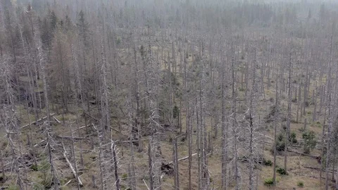 Dead and Dying Forest Caused by the Bark Beetle Aerial View Stock Footage 97091012