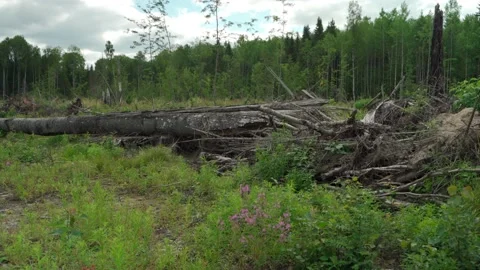 Dead and fallen tree in the Siberian forest in summer Stock Footage 160271744