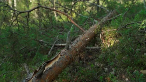 Dead and fallen tree in the Siberian forest in summer Stock Footage 160271775