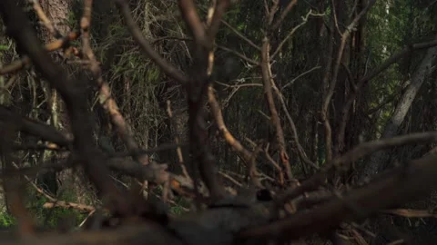 Dead and fallen tree in the Siberian forest in summer Stock Footage 160271943