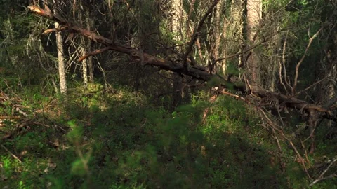 Dead and fallen tree in the Siberian forest in summer Stock Footage 160271949