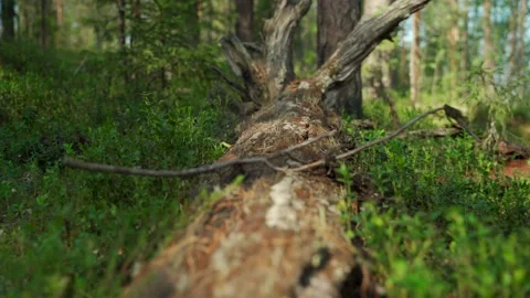 Dead and fallen tree in the Siberian forest in summer Stock Footage 160272194