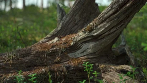 Dead and fallen tree in the Siberian forest in summer Stock Footage 160272261