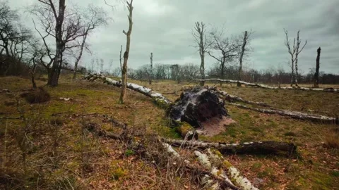 Dead and fallen trees in a dry landscape ravaged by wind and storm Stock Footage 269137089