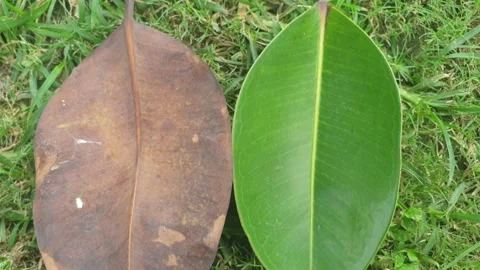 Dead and fresh leaf Stock Footage 281326569