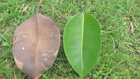 Dead and fresh leaf 스톡 동영상 281938046