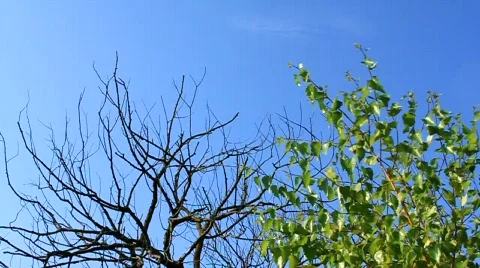 Dead and young tree Stock Footage 490875