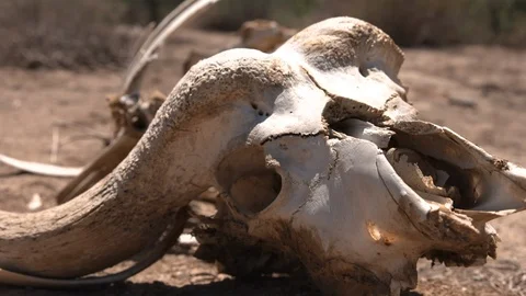 Dead animal bone 2 shots compilation Stock Footage 87227848