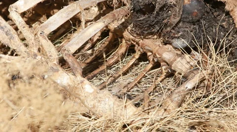Dead animal bones close P HD 8054 Stock Footage 905606