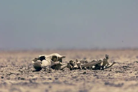 Dead animal bones lying in the desert Stock Photos