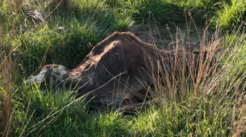 Dead Animal Carcass Stock Footage 28838940