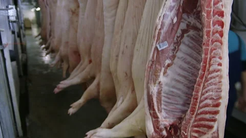 Dead animal carcasses attached to the hooks at the meat production facility Stock Footage 292828565
