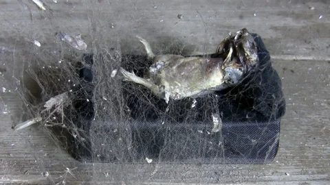 Dead animal dried corpse behind spiderweb Vídeos de archivo 94432324
