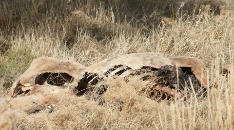 Dead animal in field bones P HD 8050 Stock Footage 905017