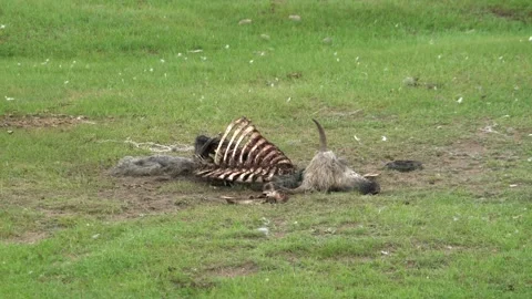 A dead animal lies on open ground with exposed ribs in a disease concept scene 動画素材 339824663