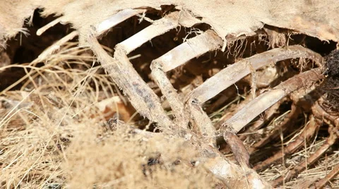 Dead animal rib bones P HD 8053 Stock Footage 905176
