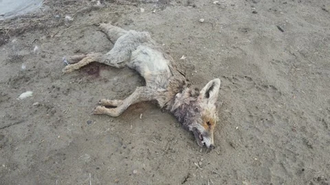 Dead Animals Stock Footage 331926496